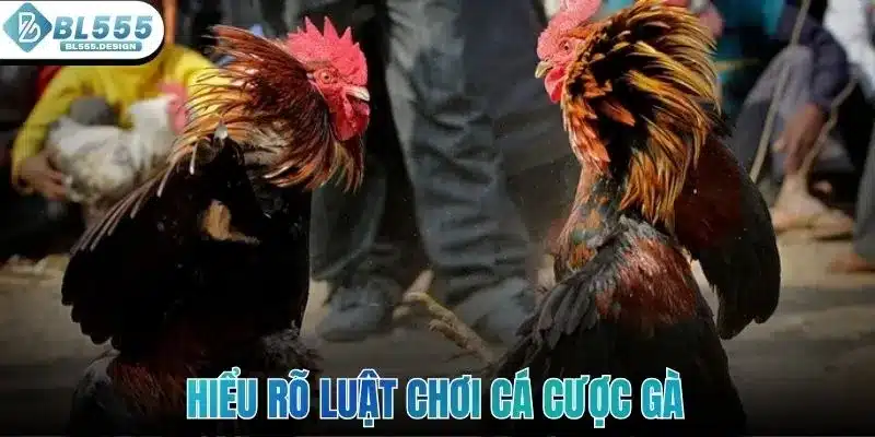 Hiểu rõ luật chơi cũng như các hình thức cá cược gà